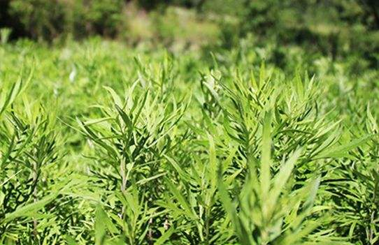 艾草艾葉在生活中有什么用途？